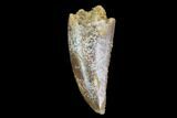 Serrated, Raptor Tooth - Real Dinosaur Tooth #94101-1